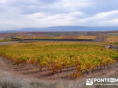 Enología en Rioja - Senderismo Camino de Santiago; senderismo en cantabria